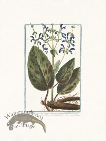 Bonelli 220 Clary-sage